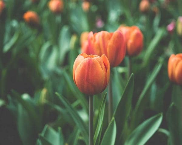 Sơn loa chuyên dụng