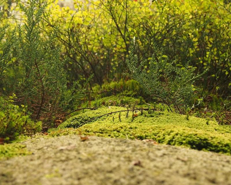 SƠN PHỦ BÓNG NỘI THẤT — 1
